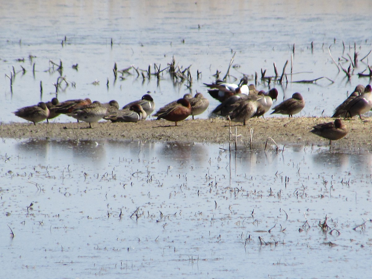 Green-winged Teal - ML330891721