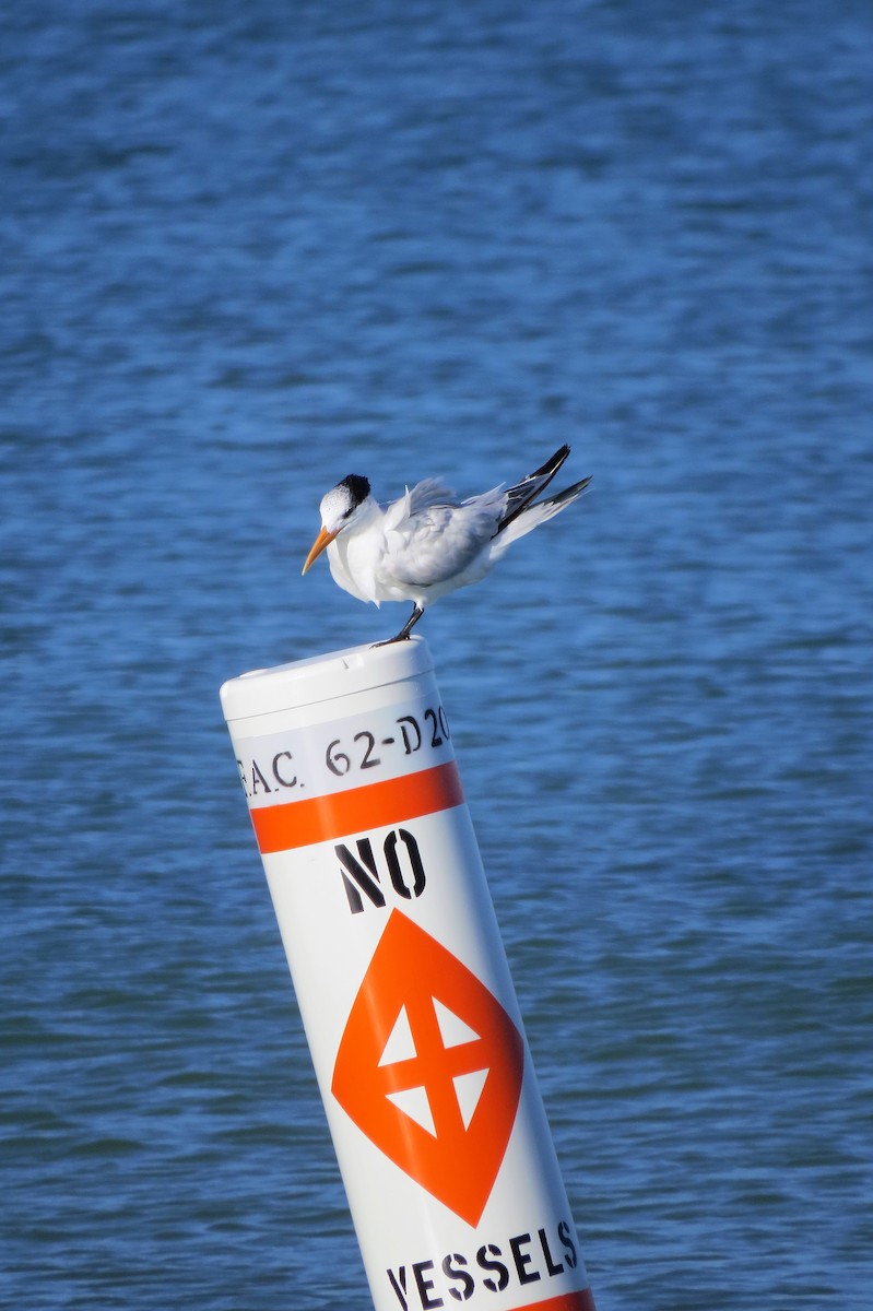 Royal Tern - ML330892341