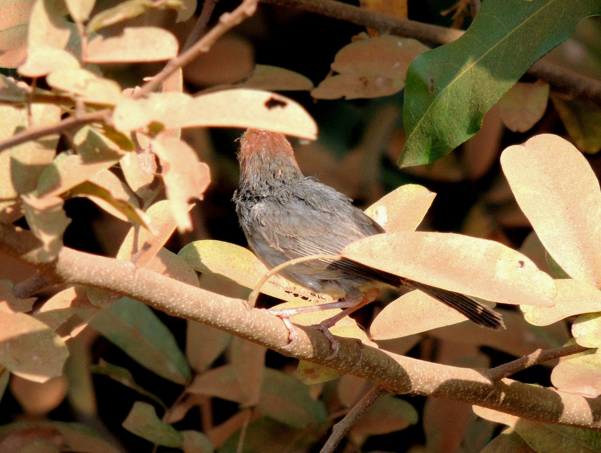 Cambodian Tailorbird - ML330893731