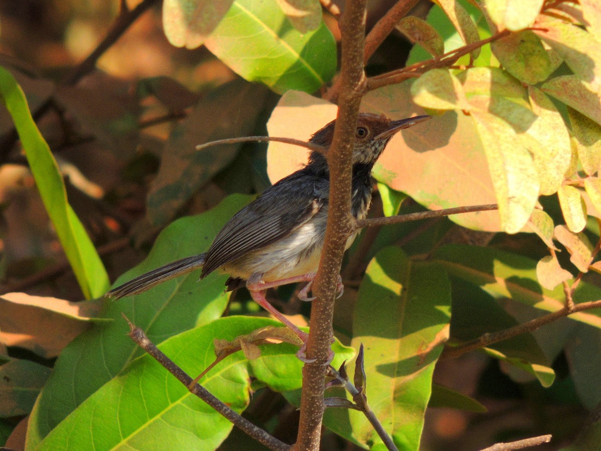 Cambodian Tailorbird - ML330893741
