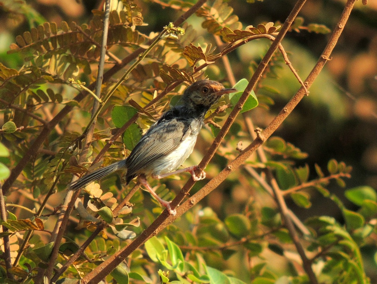 Cambodian Tailorbird - ML330893751