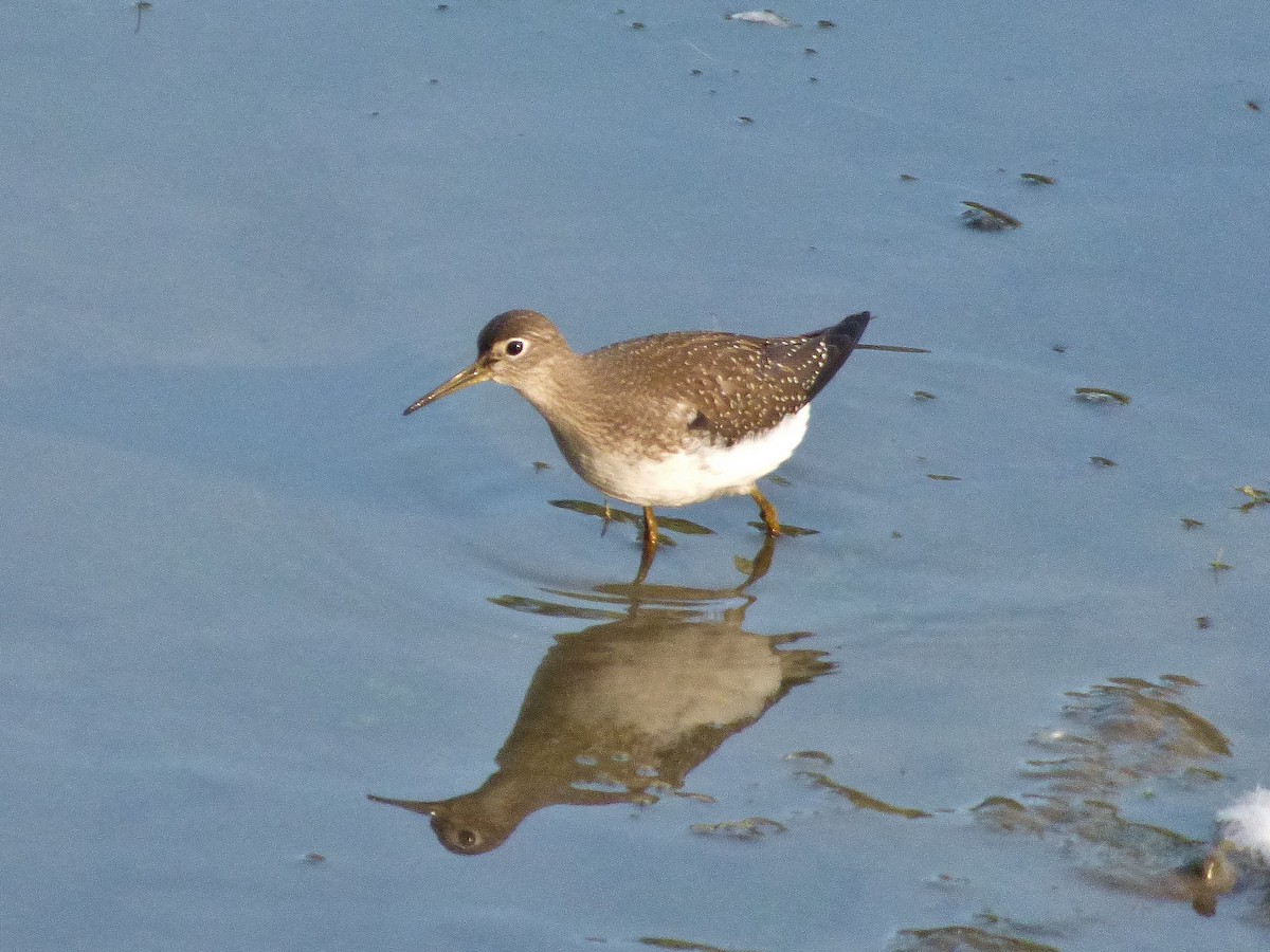 Solitary Sandpiper - ML33089481