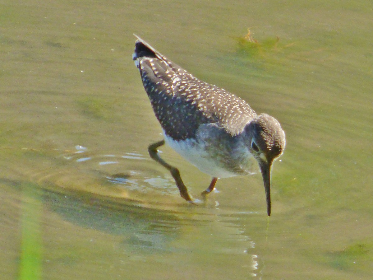 Solitary Sandpiper - ML33089491