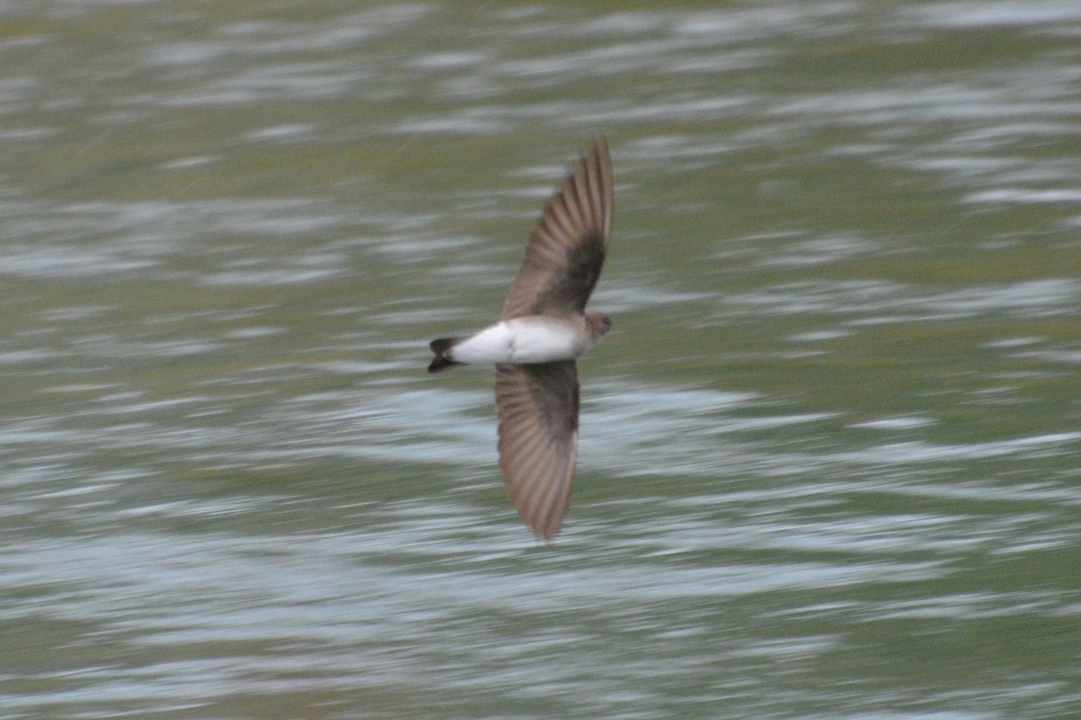 Northern Rough-winged Swallow - ML330894991