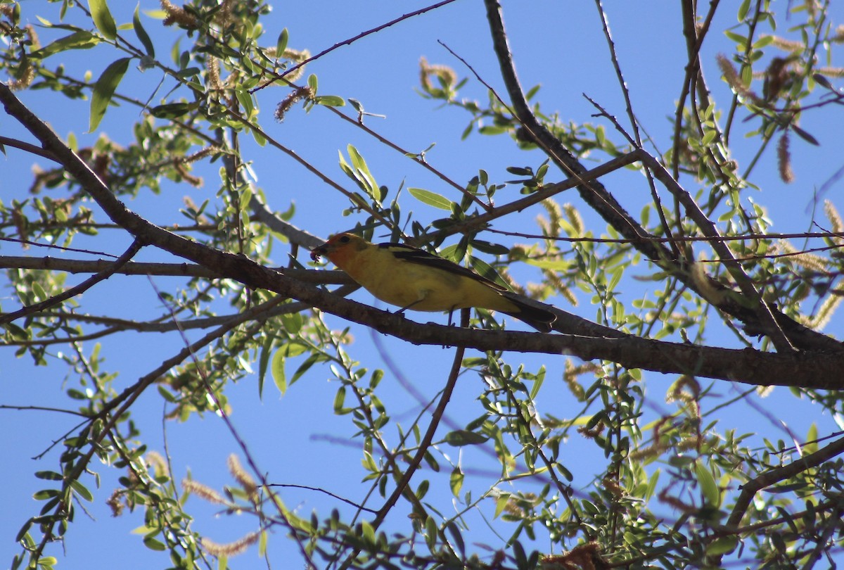 Western Tanager - ML330895201