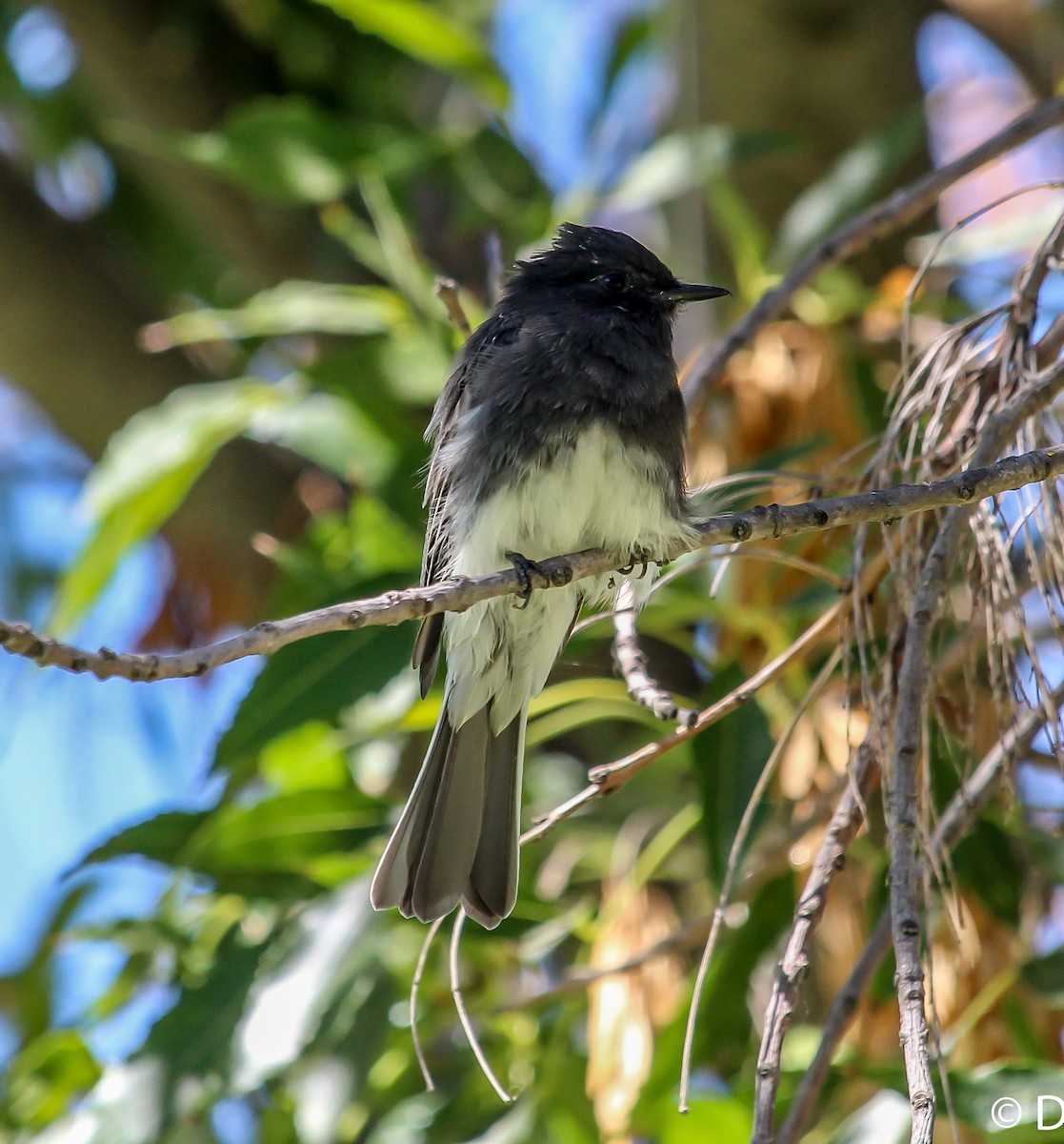 Black Phoebe - ML33089731