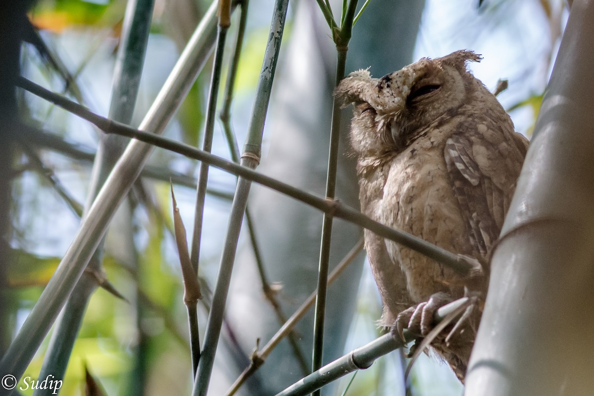 Indian Scops-Owl - ML330897381