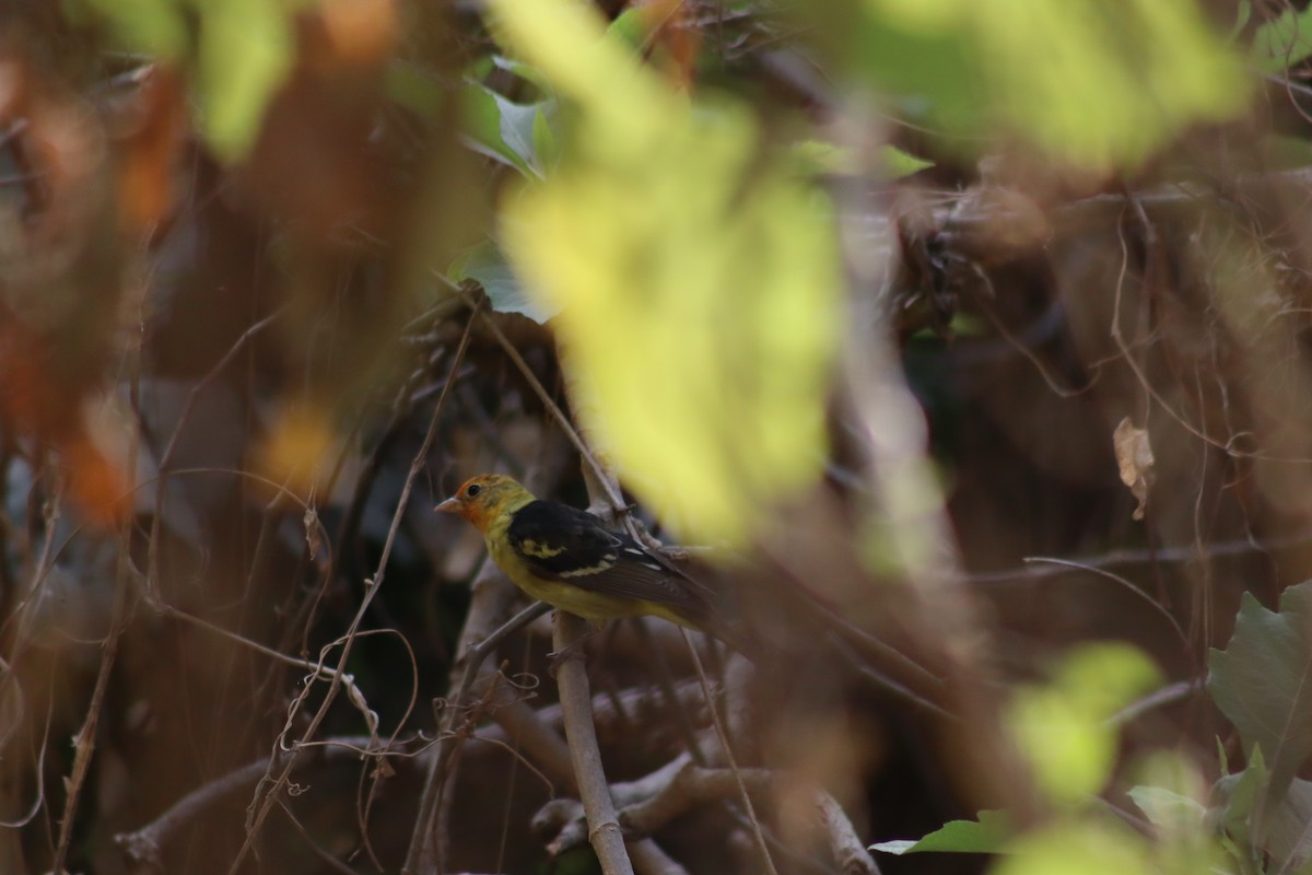 Western Tanager - ML330898541