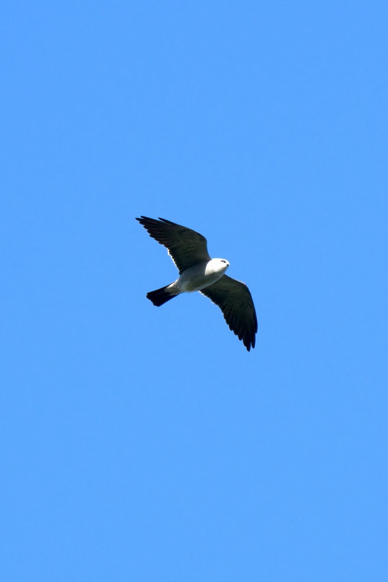 Mississippi Kite - Rebekah Holtsclaw