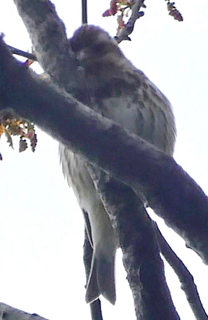 Purple Finch - ML330900431