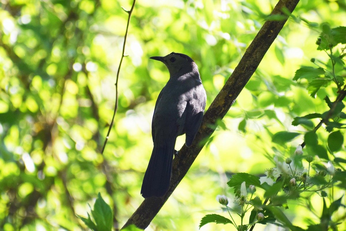 Gray Catbird - ML330900781