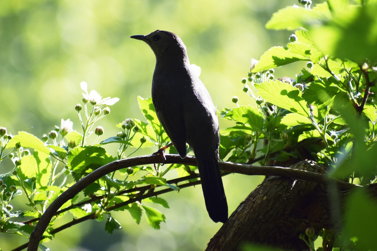 Gray Catbird - ML330900791