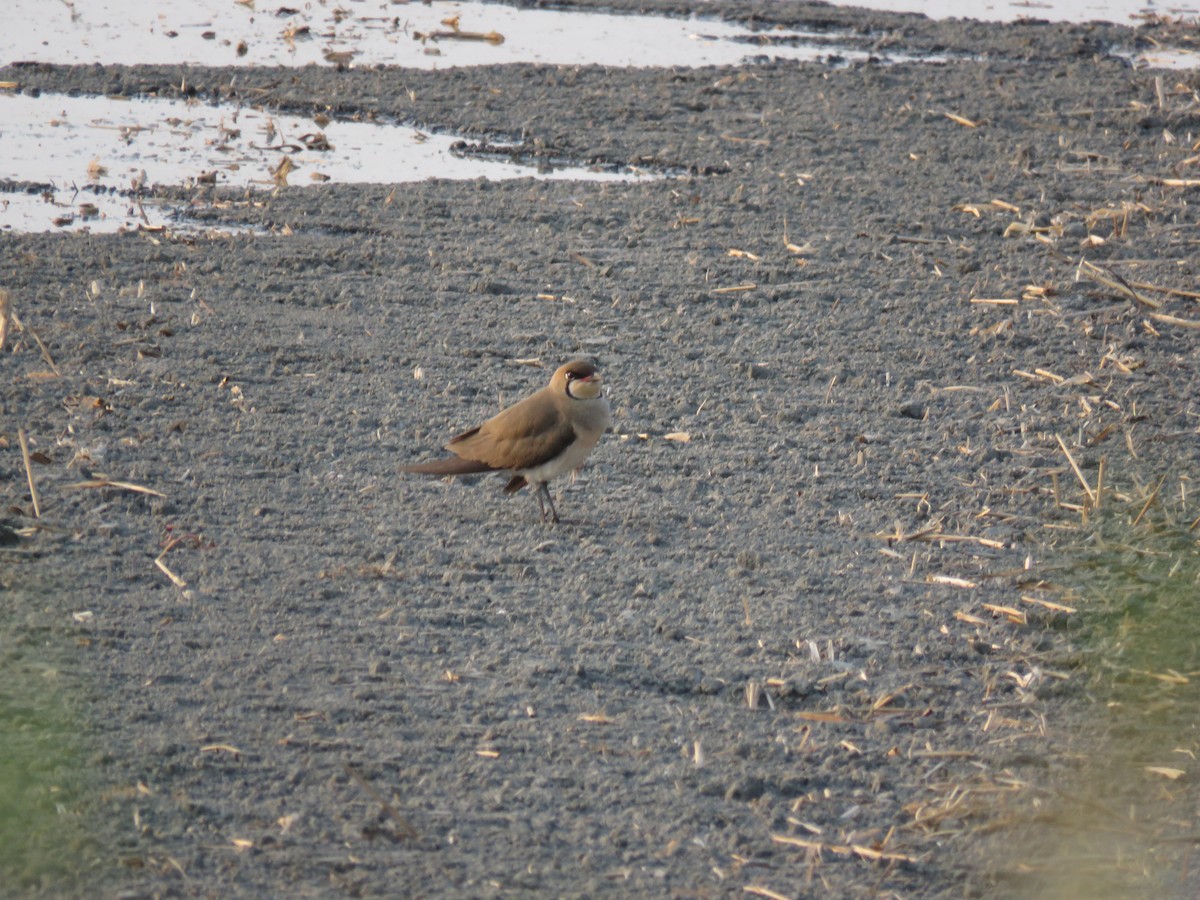 Oriental Pratincole - ML330901831