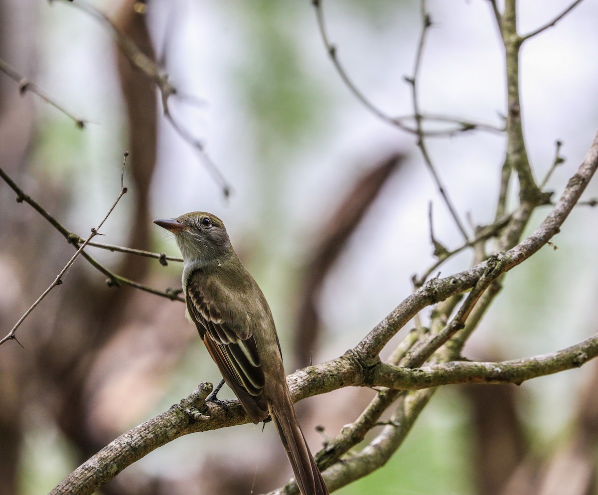 Great Crested Flycatcher - ML330901991