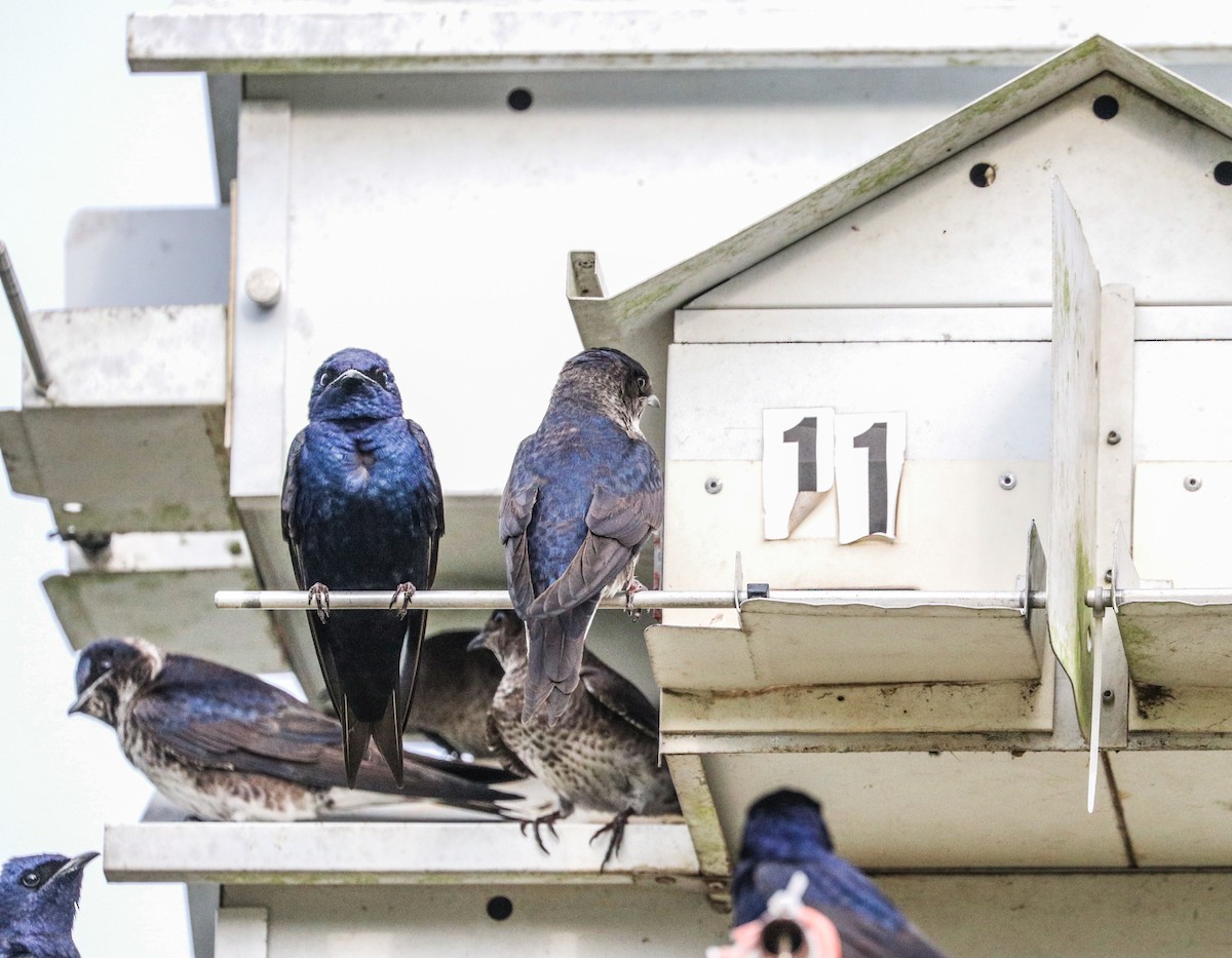 Purple Martin - ML330902151