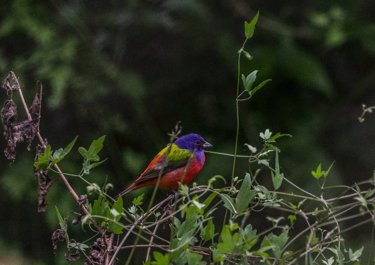 Painted Bunting - ML330902591
