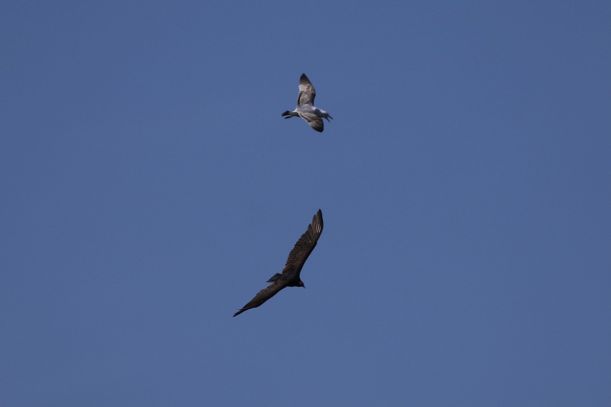 Turkey Vulture - ML330902661