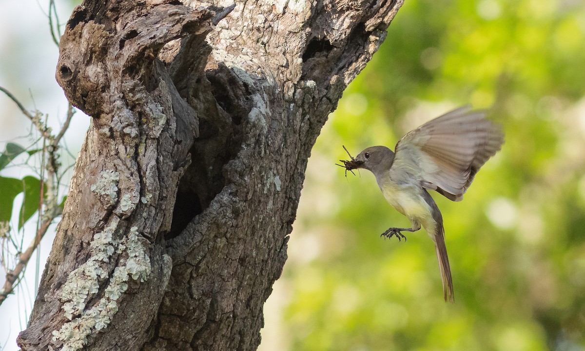 Great Crested Flycatcher - ML330903321