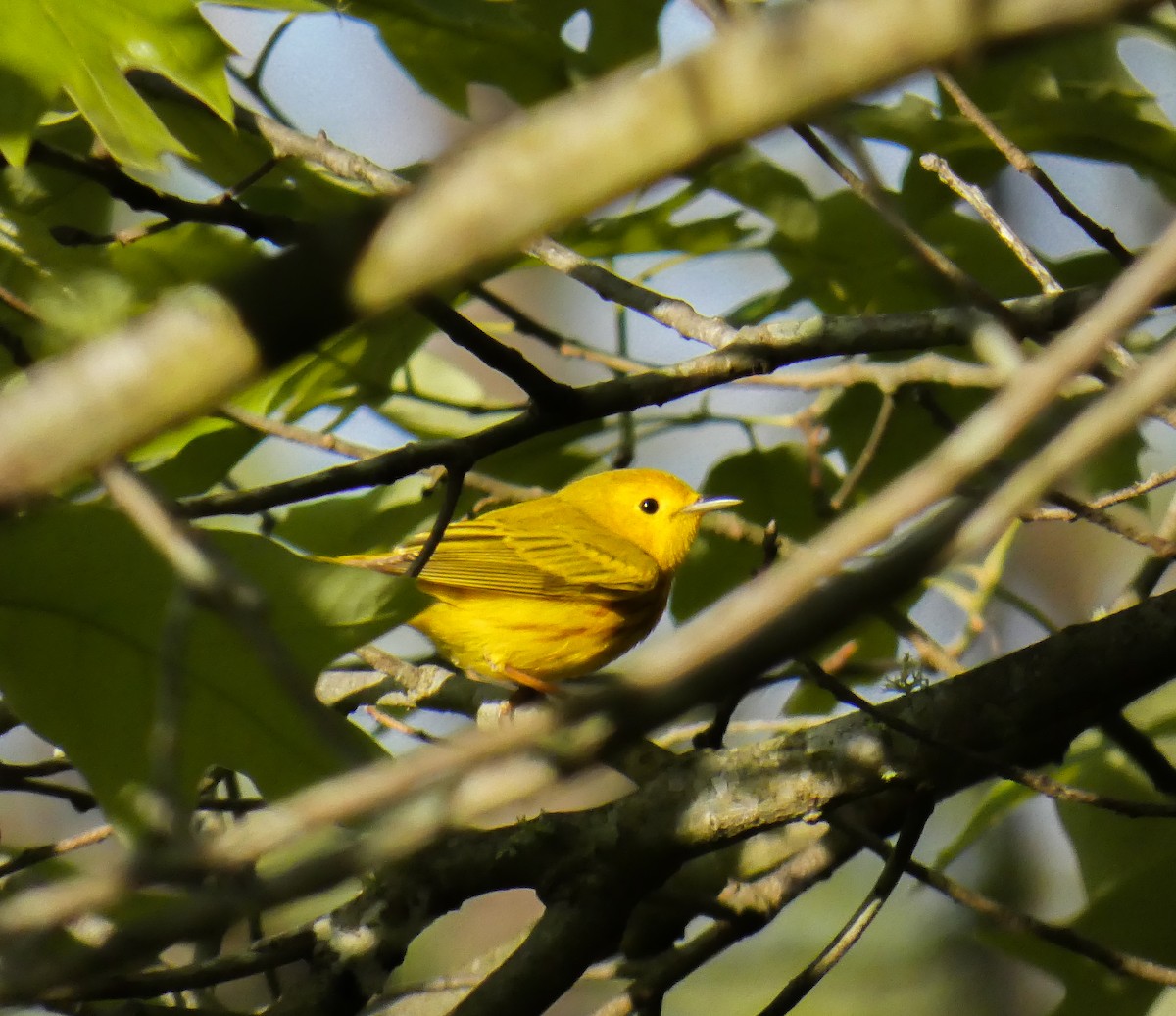 Yellow Warbler - ML330904751