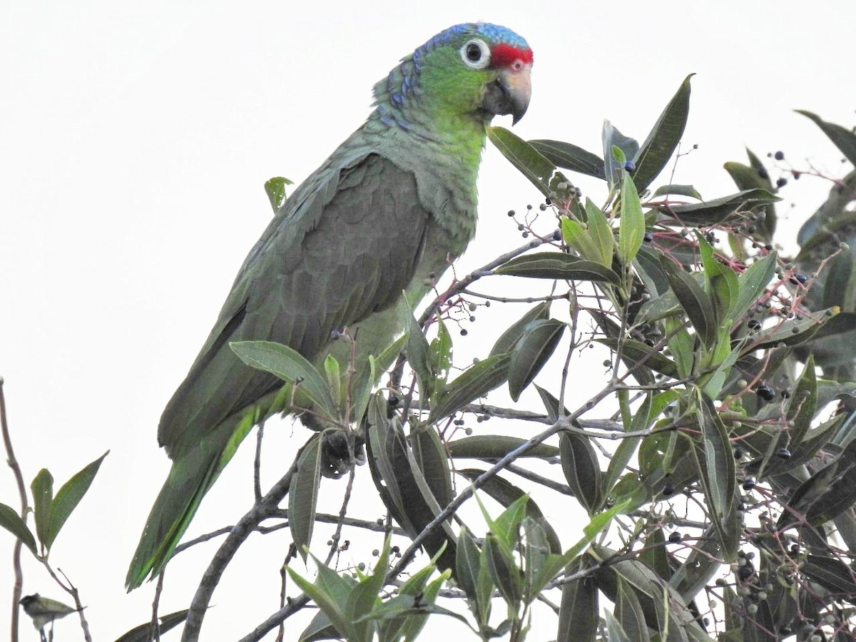Red-lored Parrot - Paz A. Irola