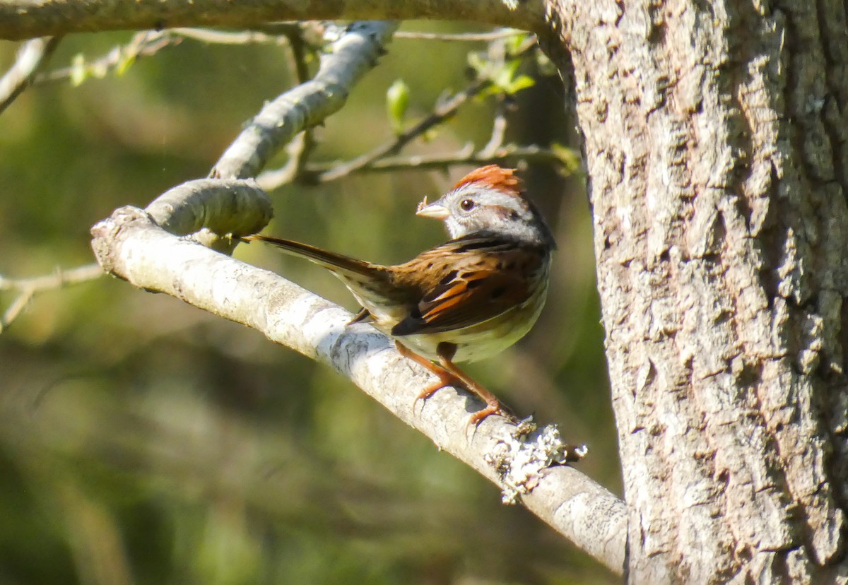 Swamp Sparrow - ML330905211
