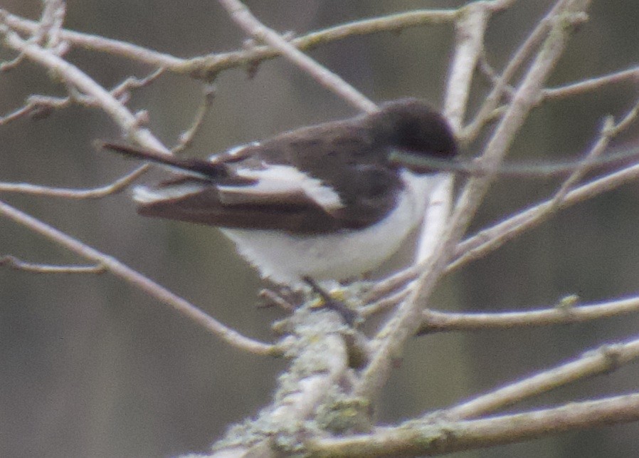 European Pied Flycatcher - ML330905981