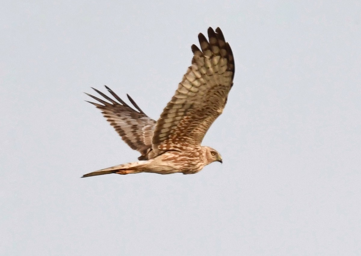 ML330906311 - Eastern Marsh Harrier - Macaulay Library