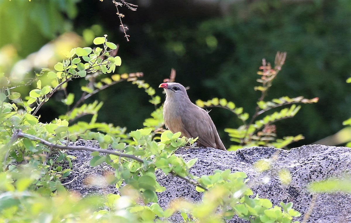 Sirkeer Malkoha - ML33090681