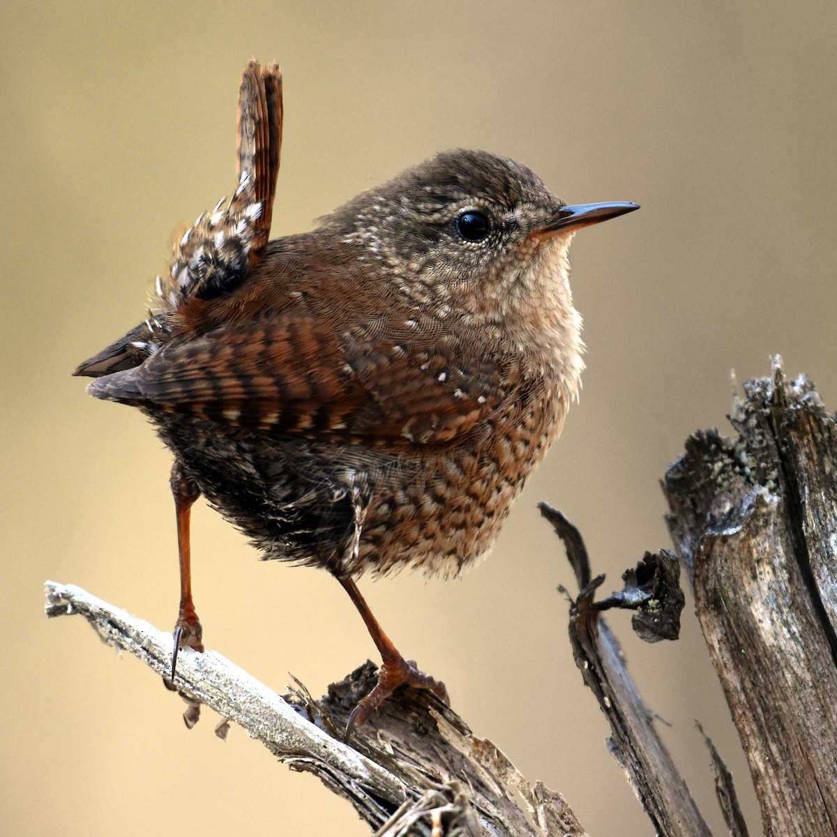 Winter Wren - ML330907051