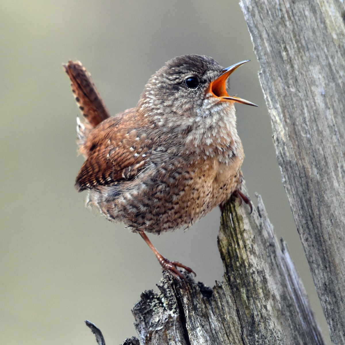 Winter Wren - ML330907091