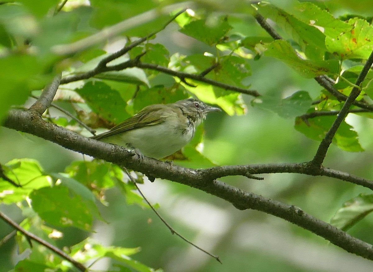 Vireo begigorria - ML330907551