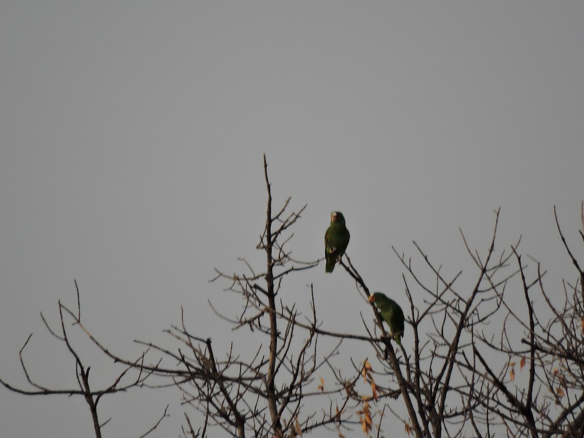 White-fronted Parrot - Anonymous