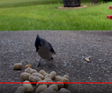 Tufted Titmouse - Cerrie Mendoza