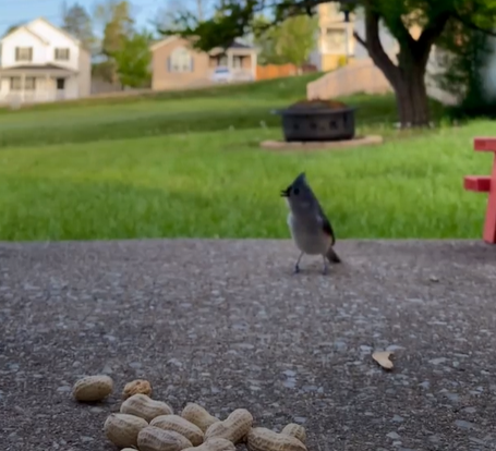 Tufted Titmouse - ML330910191