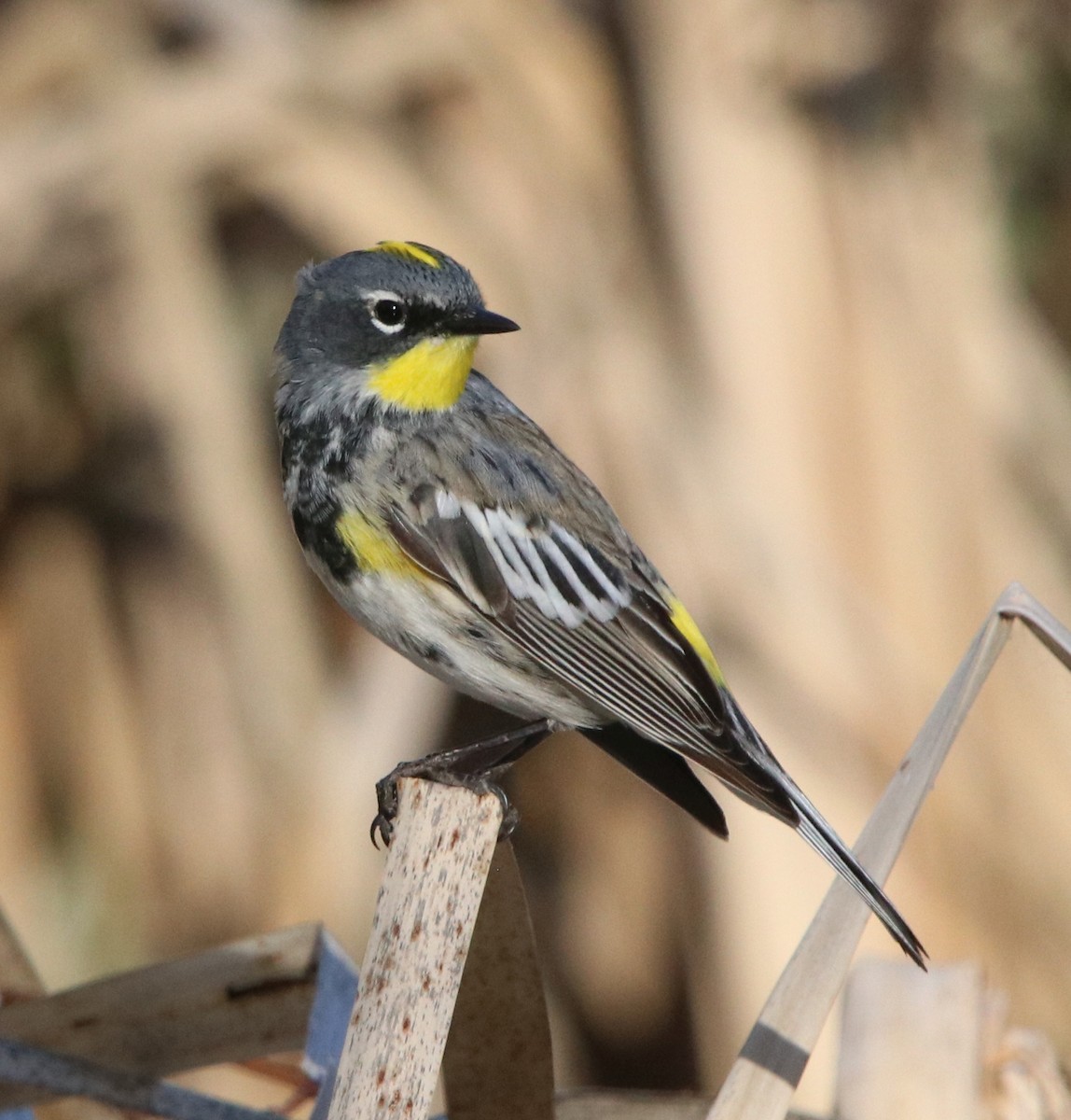 Yellow-rumped Warbler - Loren Kliewer