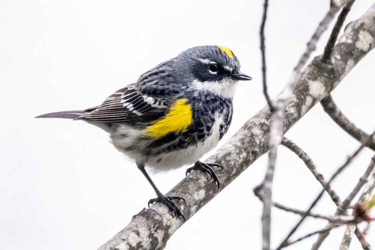 Yellow-rumped Warbler (Myrtle) - Scott Dresser