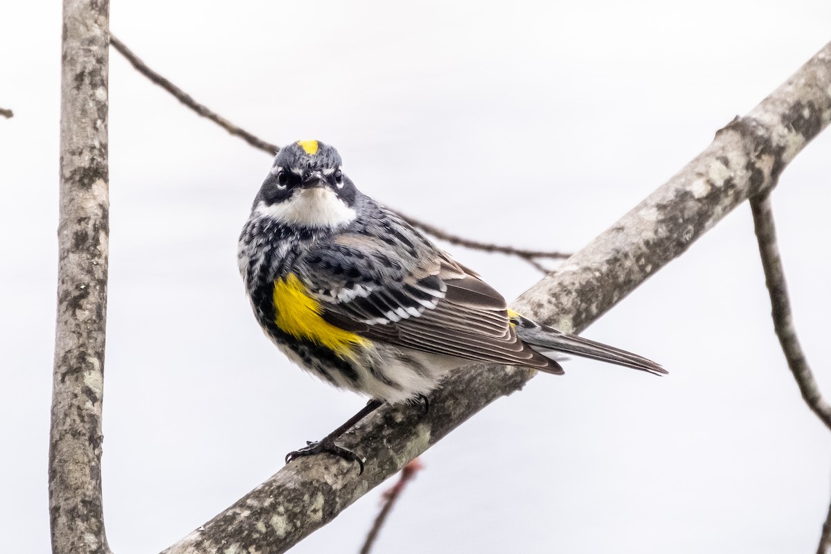 Yellow-rumped Warbler (Myrtle) - Scott Dresser