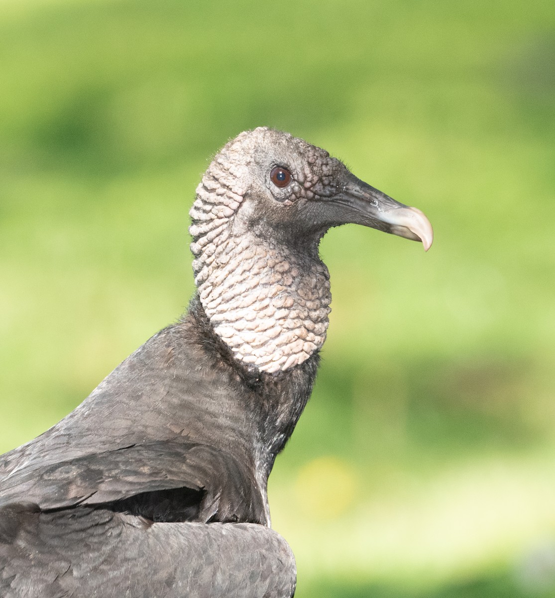 Black Vulture - ML330910771