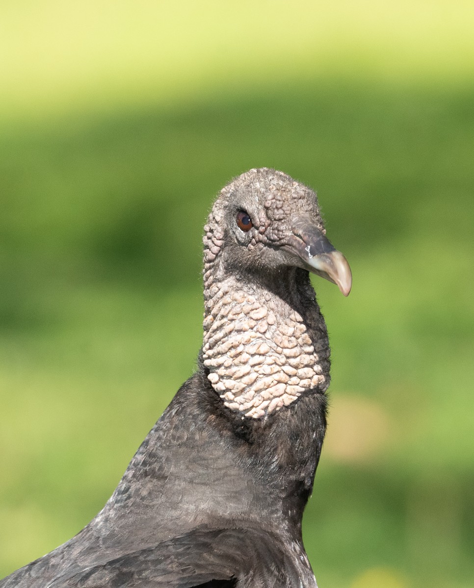 Black Vulture - ML330910791