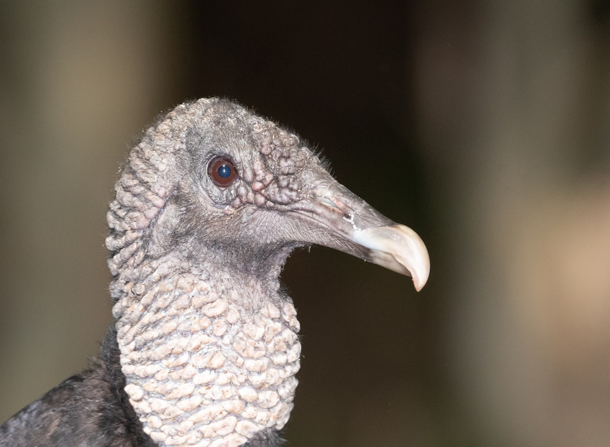 Black Vulture - ML330910811