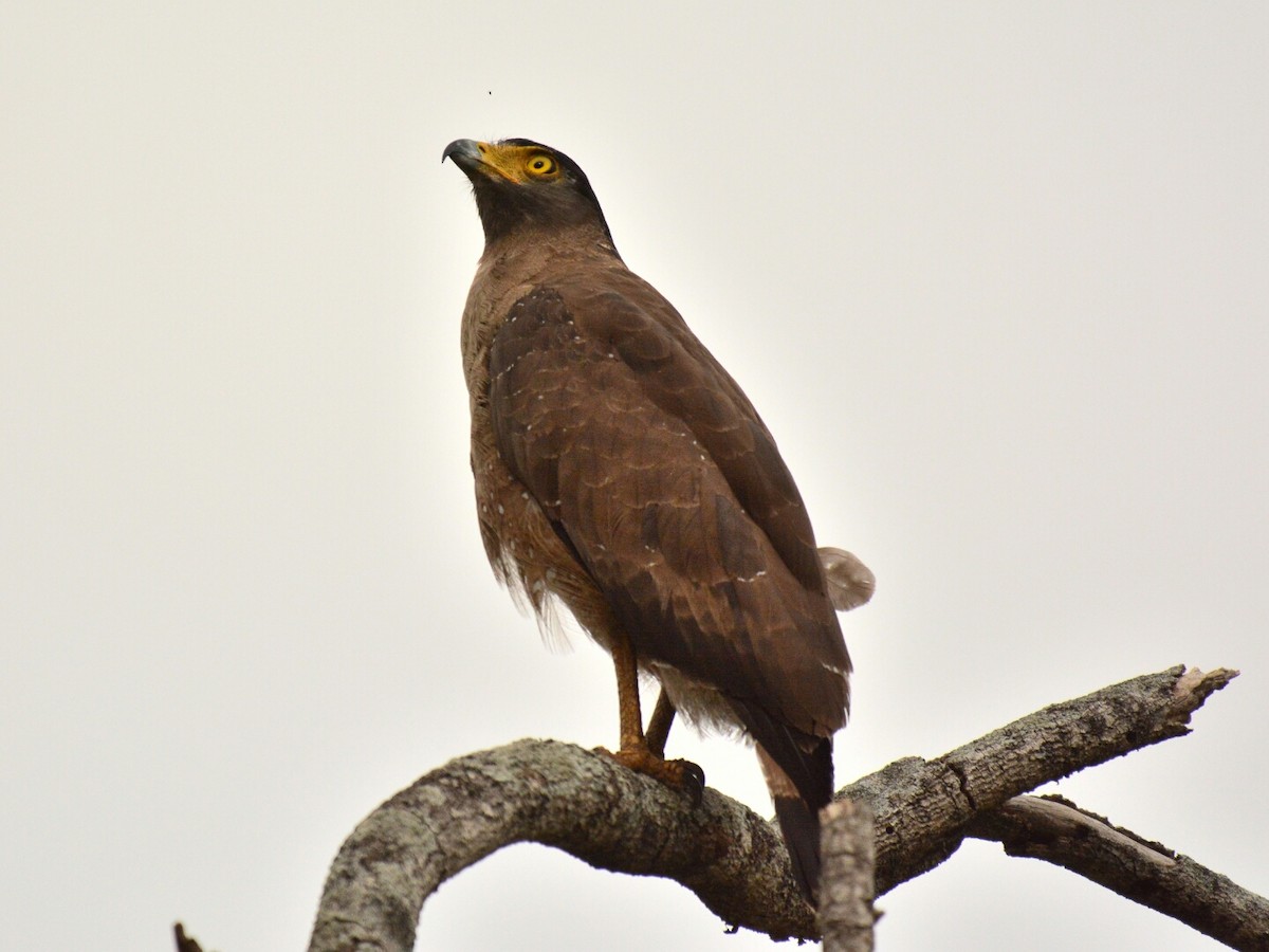 Crested Serpent-Eagle - ML33091101