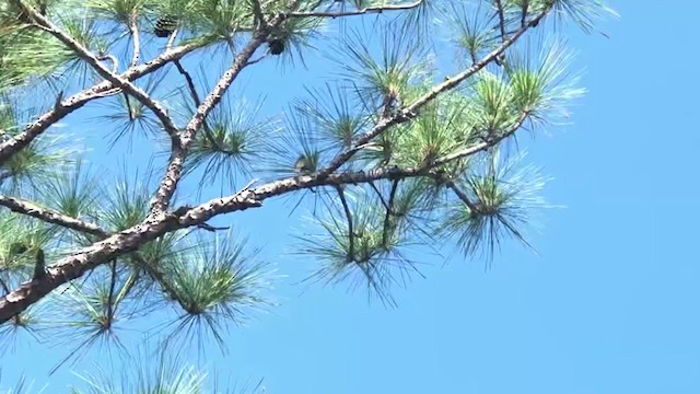 Black-faced Grassquit - ML330913561