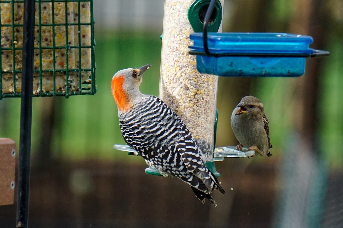 Red-bellied Woodpecker - Caiti Beck
