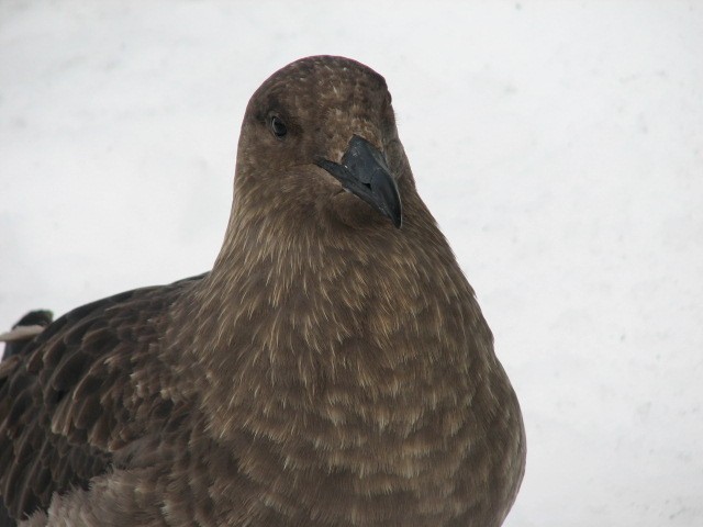 South Polar Skua - ML330914501