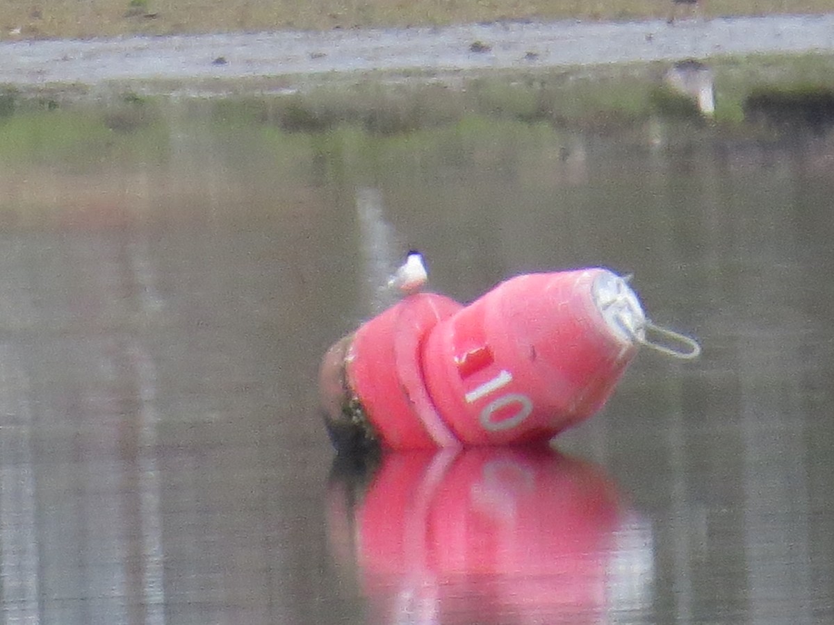 Forster's Tern - ML330915101