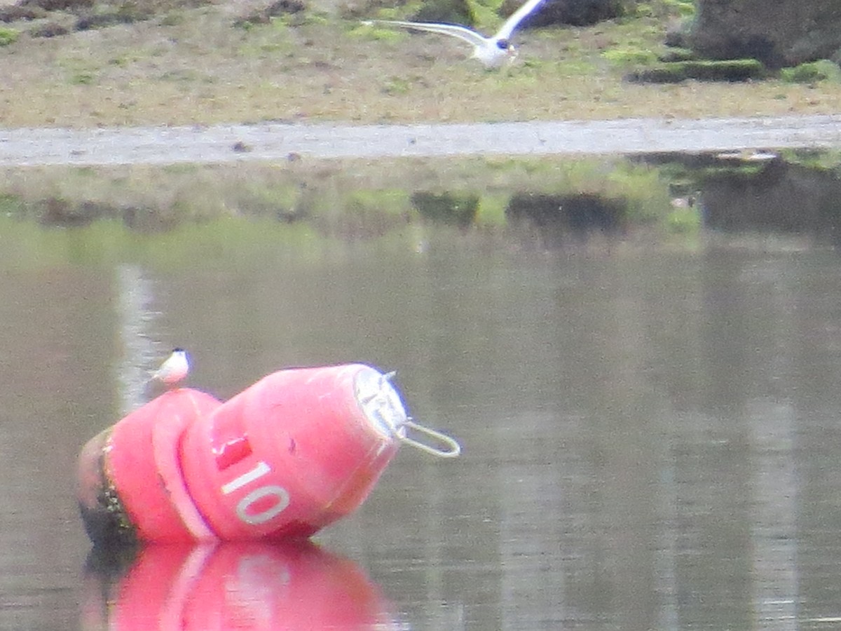 Forster's Tern - ML330915471