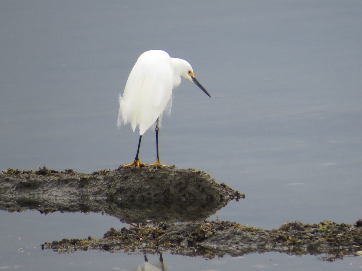 Snowy Egret - ML330915961