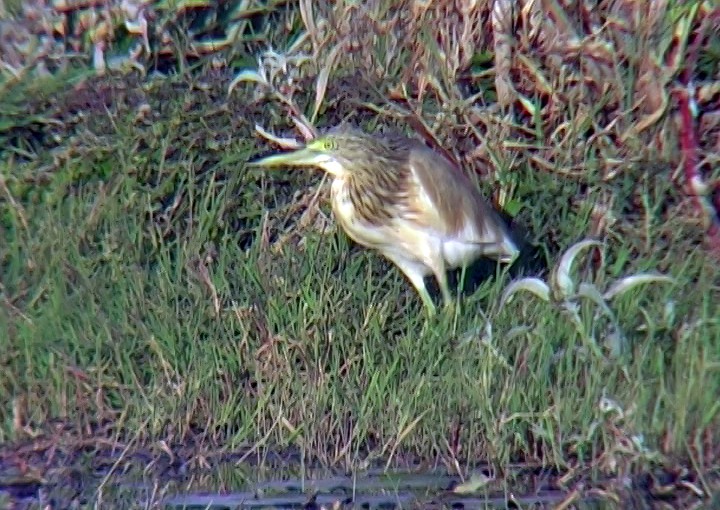 Squacco Heron - ML330920831