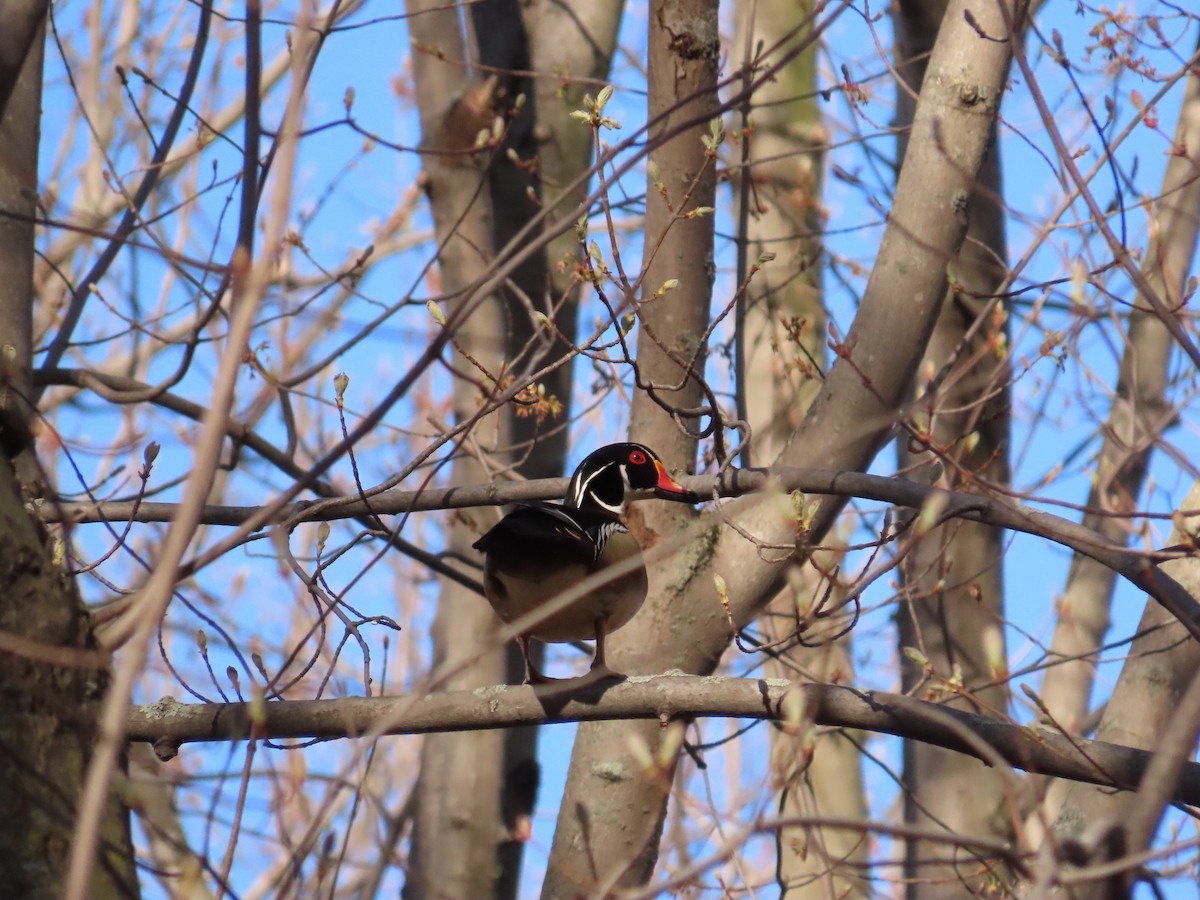 Wood Duck - ML330921361