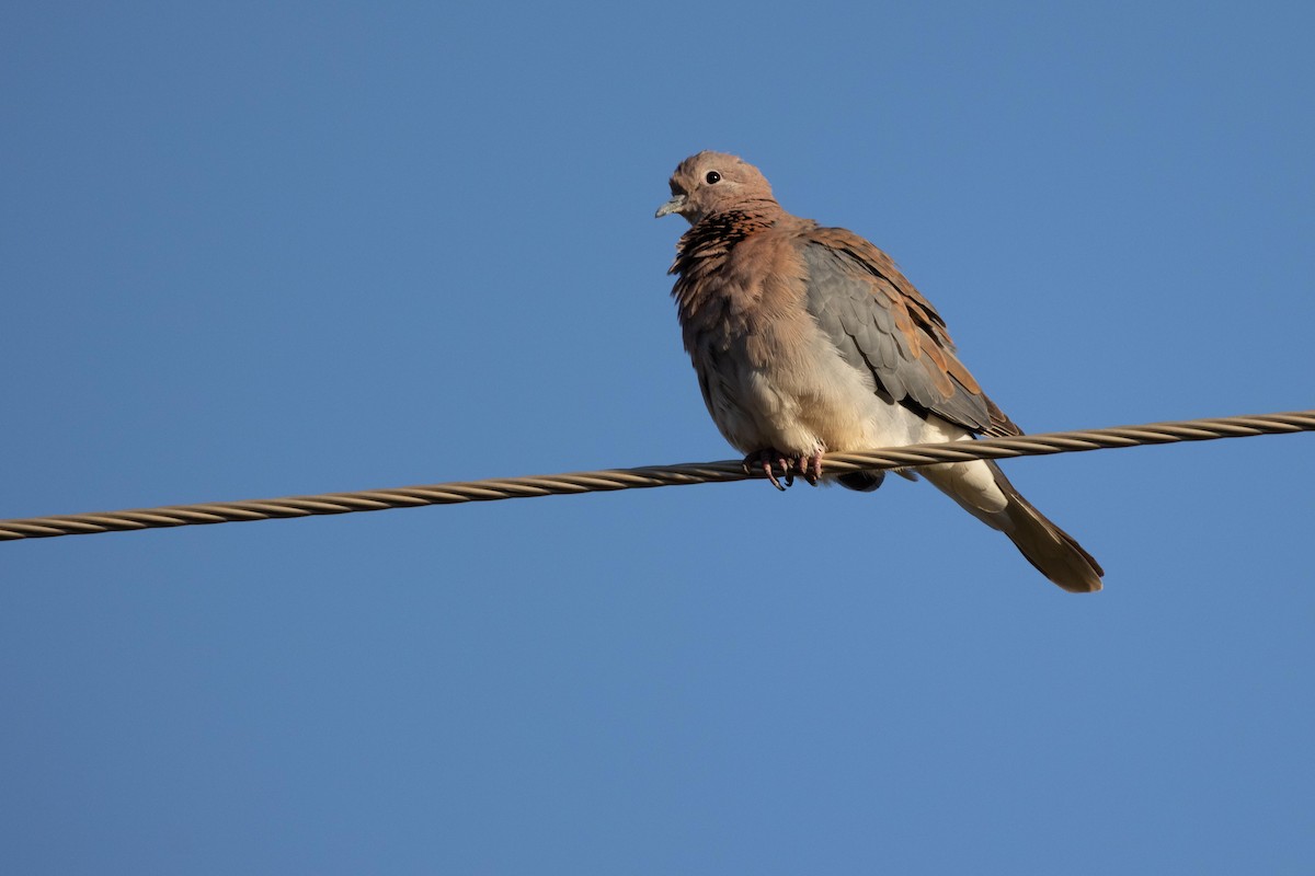 Laughing Dove - ML330922001
